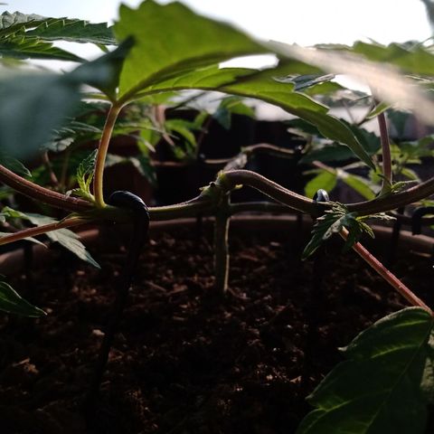 MK 1 growlog timeline photo