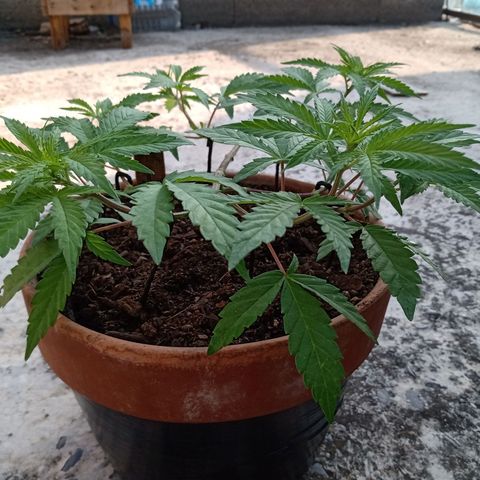 MK 1 growlog timeline photo