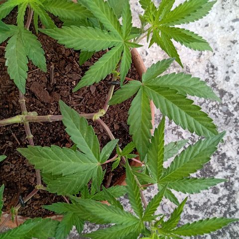 MK 1 growlog timeline photo