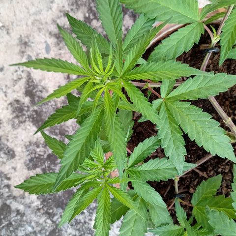 MK 1 growlog timeline photo