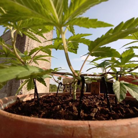 MK 1 growlog timeline photo