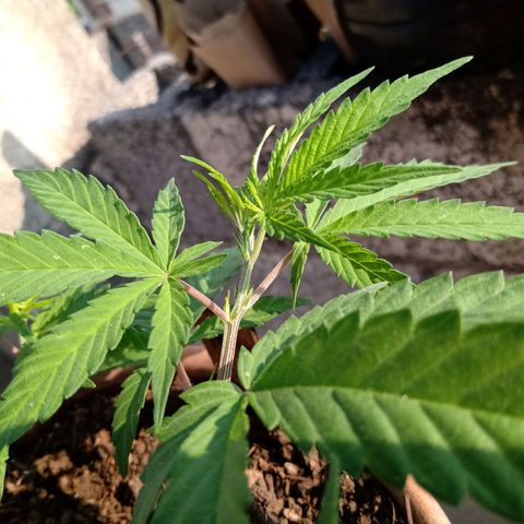MK 1 growlog timeline photo