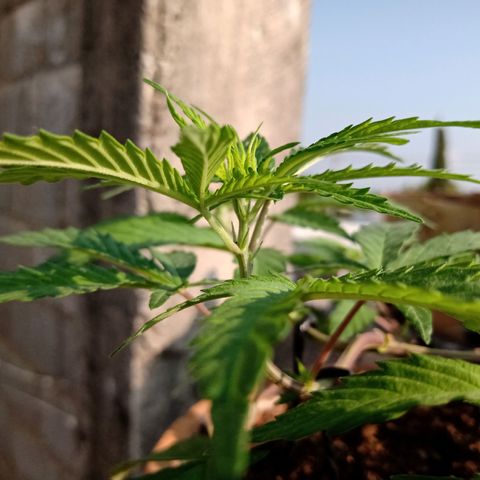 MK 1 growlog timeline photo