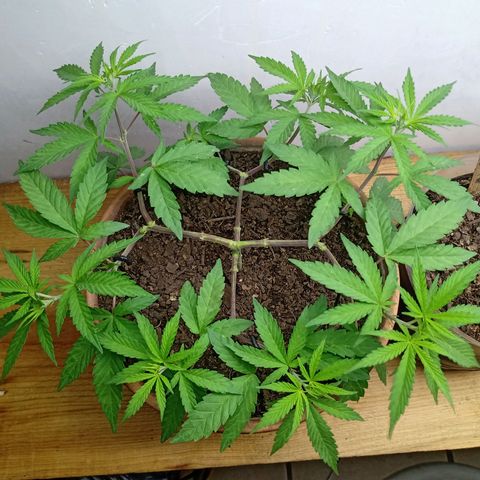 MK 1 growlog timeline photo