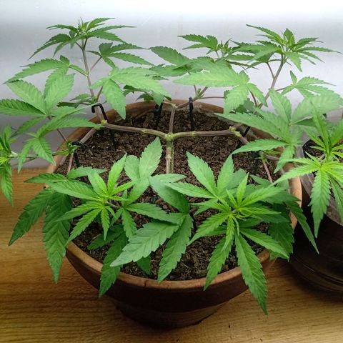 MK 1 growlog timeline photo