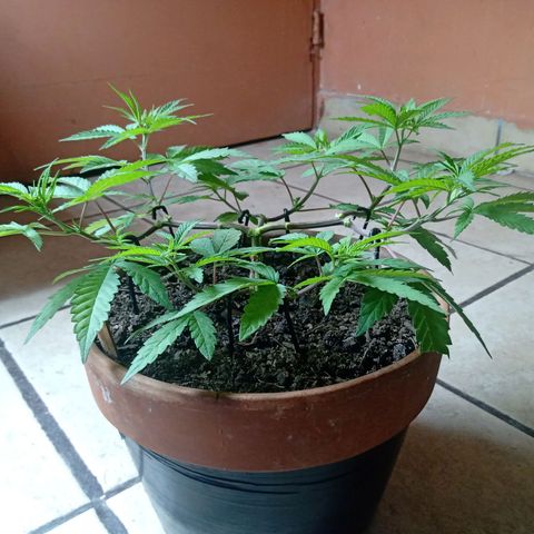 MK 1 growlog timeline photo