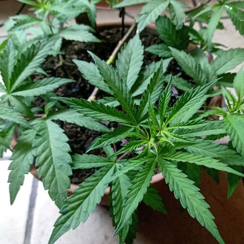 MK 1 growlog timeline photo