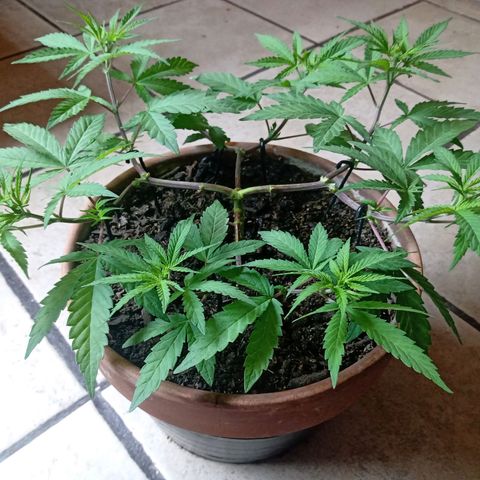 MK 1 growlog timeline photo