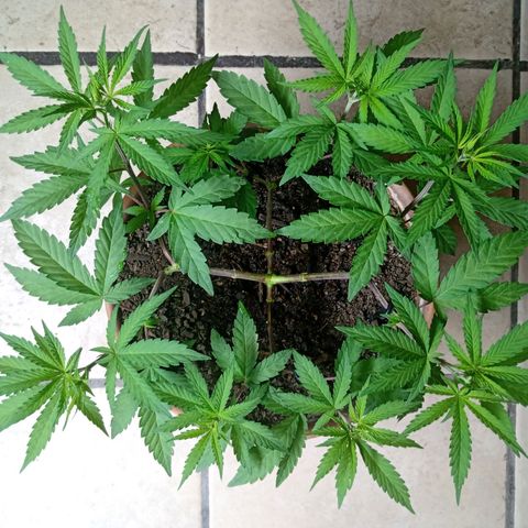 MK 1 growlog timeline photo