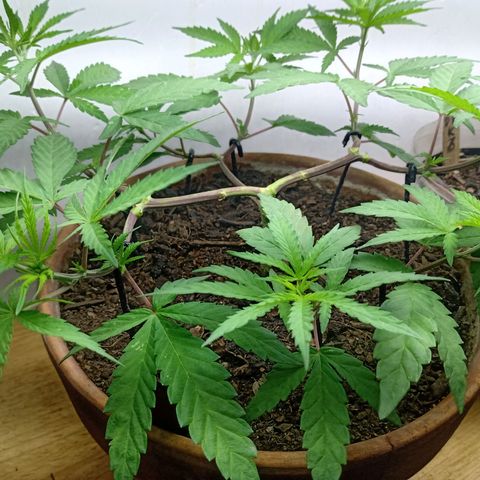 MK 1 growlog timeline photo