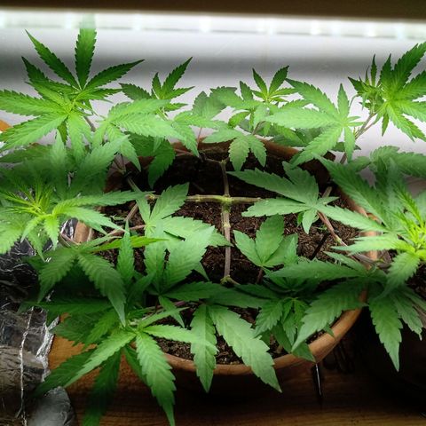 MK 1 growlog timeline photo