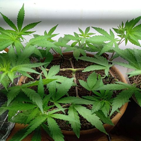 MK 1 growlog timeline photo
