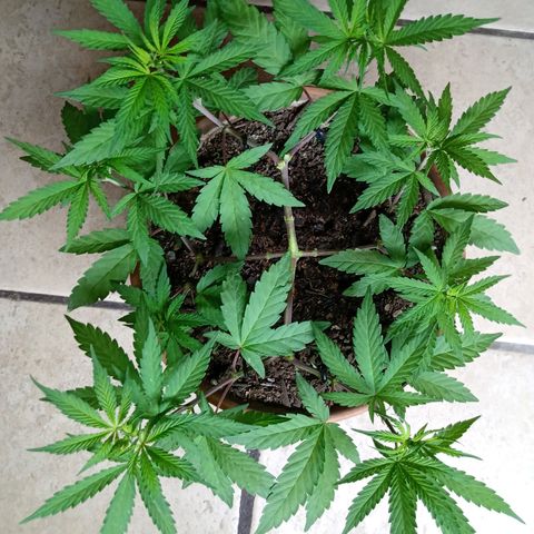 MK 1 growlog timeline photo
