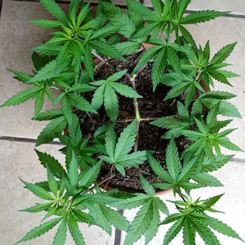 MK 1 growlog timeline photo