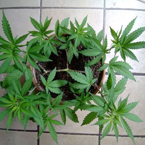 MK 1 growlog timeline photo