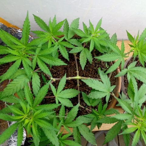 MK 1 growlog timeline photo
