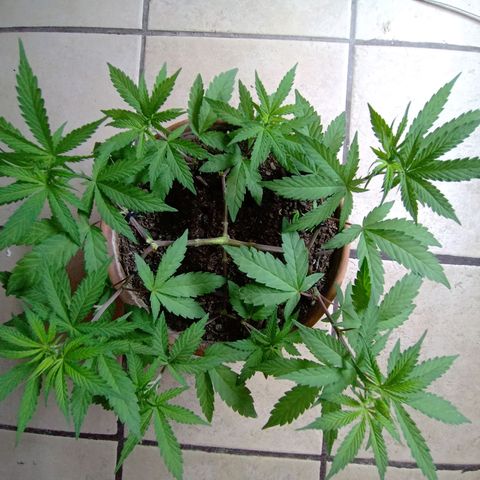 MK 1 growlog timeline photo