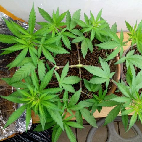 MK 1 growlog timeline photo