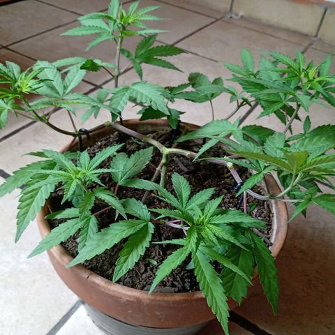 MK 1 growlog timeline photo