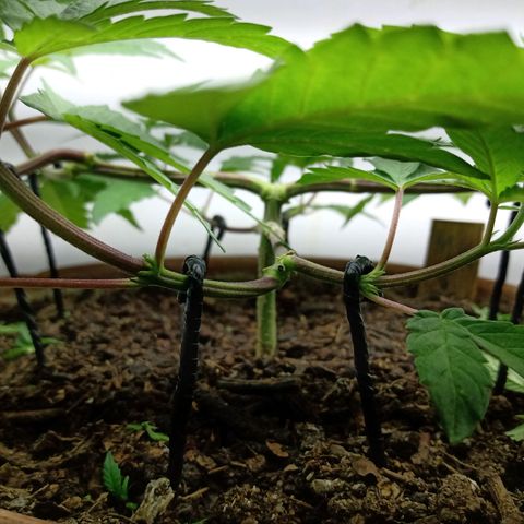 MK 1 growlog timeline photo