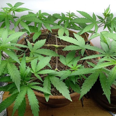 MK 1 growlog timeline photo
