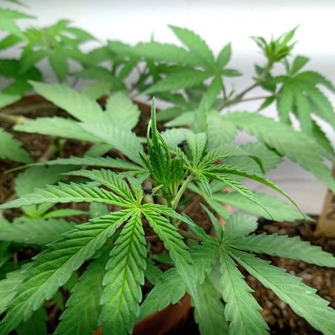 MK 1 growlog timeline photo