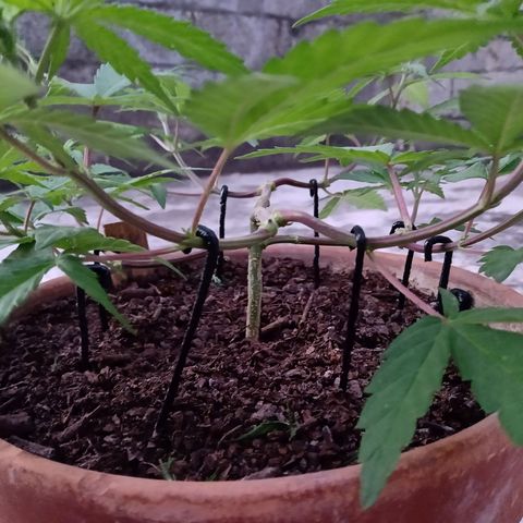 MK 1 growlog timeline photo