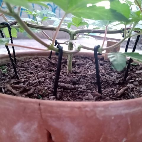 MK 1 growlog timeline photo