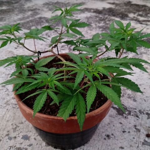 MK 1 growlog timeline photo