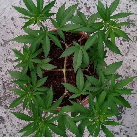 MK 1 growlog timeline photo