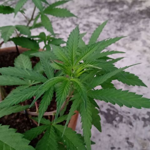 MK 1 growlog timeline photo