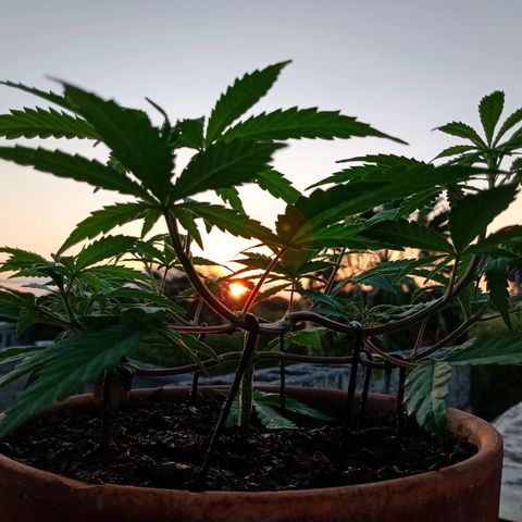 MK 1 growlog timeline photo