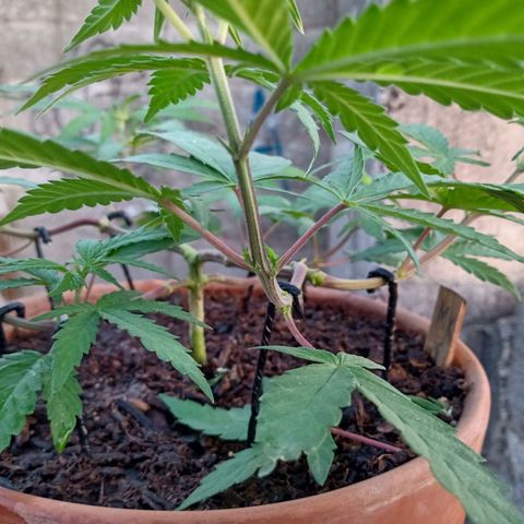 MK 1 growlog timeline photo