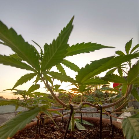 MK 1 growlog timeline photo