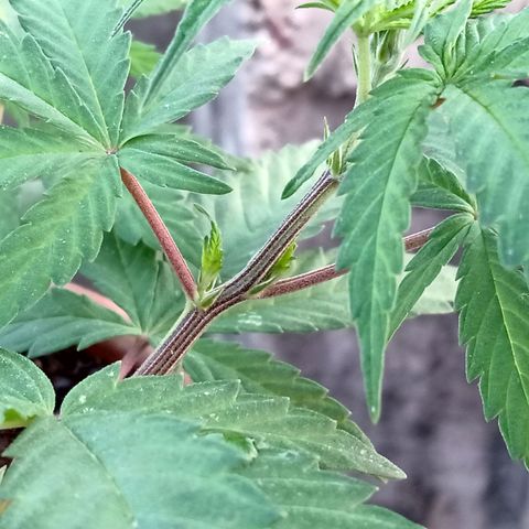 MK 1 growlog timeline photo