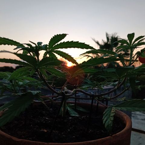 MK 1 growlog timeline photo