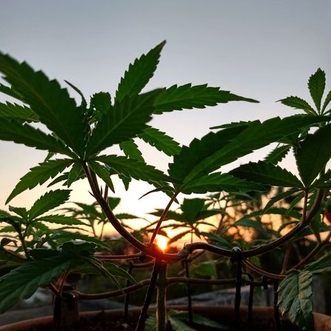 MK 1 growlog timeline photo