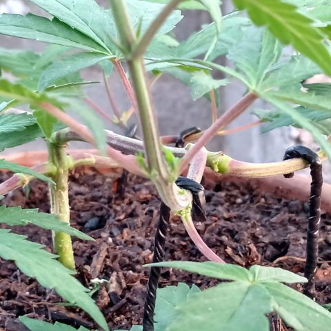 MK 1 growlog timeline photo