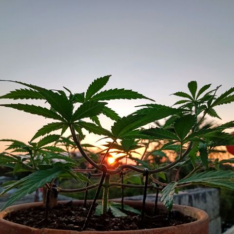 MK 1 growlog timeline photo