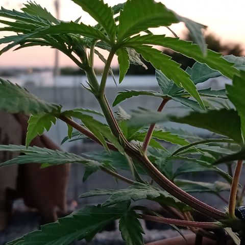 MK 1 growlog timeline photo