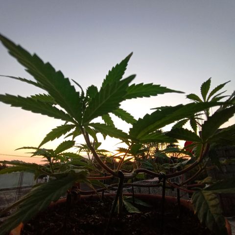 MK 1 growlog timeline photo