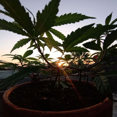 MK 1 growlog timeline photo