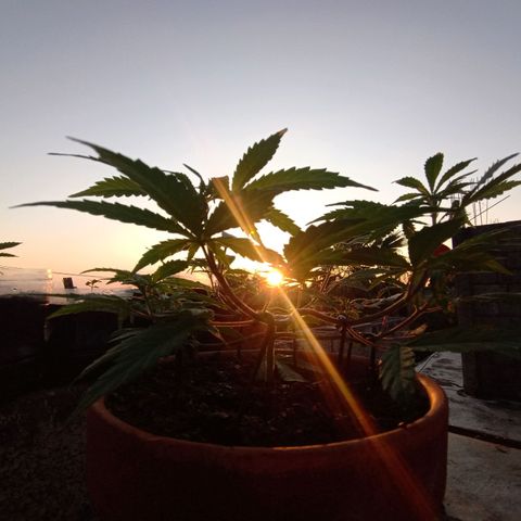 MK 1 growlog timeline photo