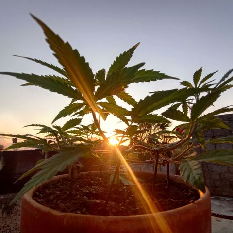 MK 1 growlog timeline photo