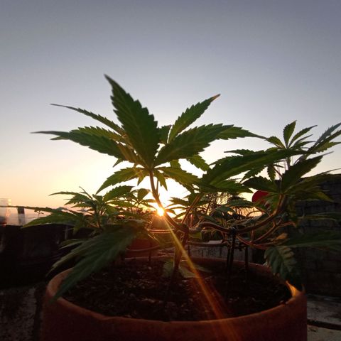 MK 1 growlog timeline photo