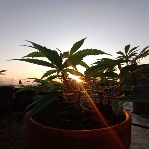 MK 1 growlog timeline photo