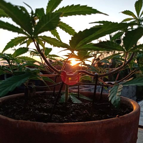 MK 1 growlog timeline photo