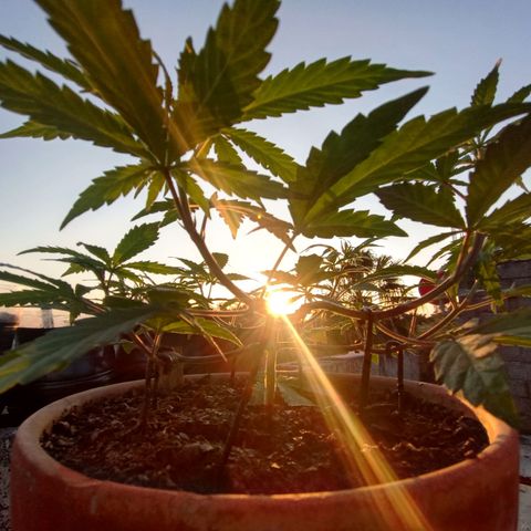 MK 1 growlog timeline photo