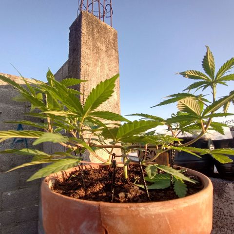 MK 1 growlog timeline photo