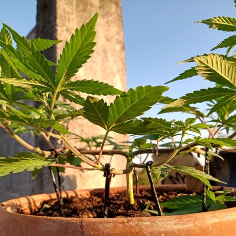 MK 1 growlog timeline photo